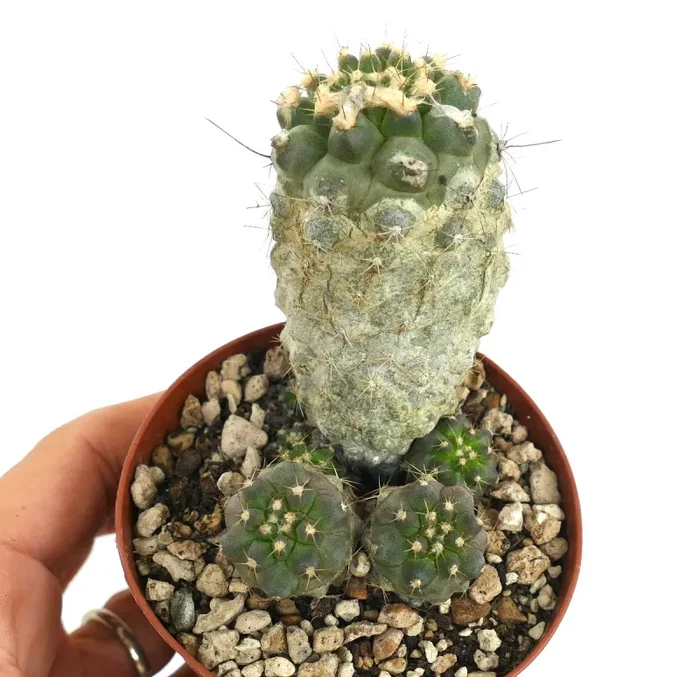 Copiapoa cinerea albispina X Copiapoa humilis - immagine 2