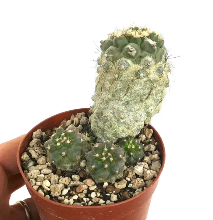 Copiapoa cinerea albispina X Copiapoa humilis - immagine 3