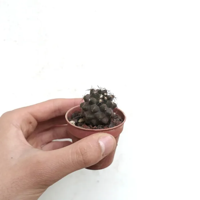 Copiapoa cinerea BROWN SPINES x griseoviolacea 7A5 - immagine 2