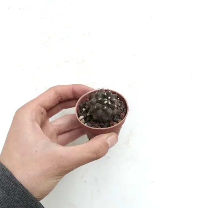 Copiapoa cinerea BROWN SPINES x griseoviolacea 7A5 - immagine 3