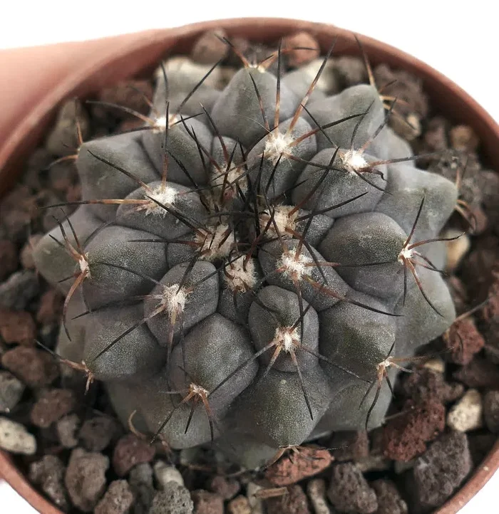 Copiapoa cinerea form KIKKO X serpentisulcata D9MN - immagine 2
