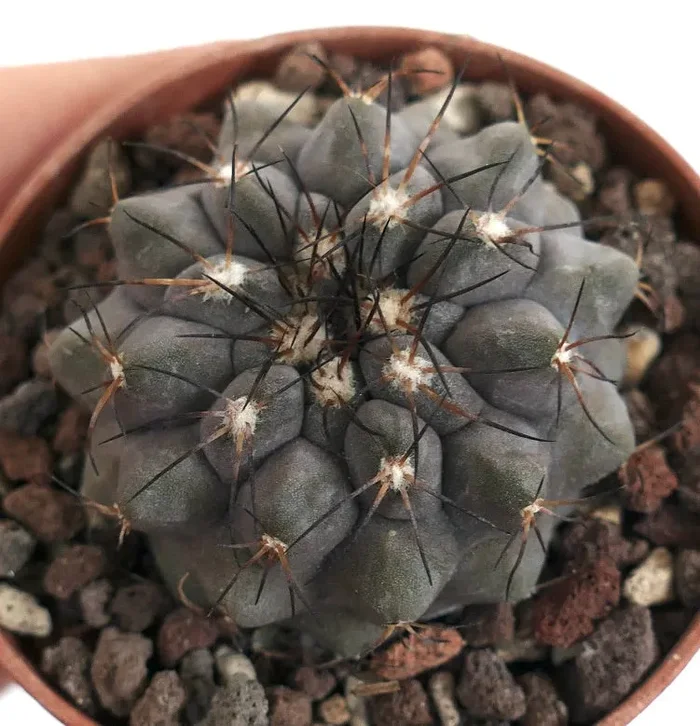 Copiapoa cinerea form KIKKO X serpentisulcata D9MN - immagine 3