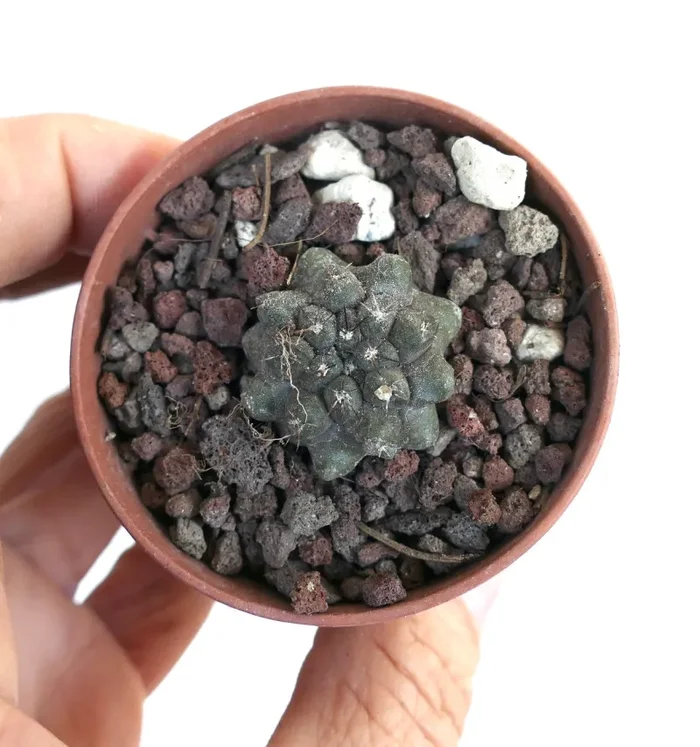 Copiapoa cinerea form nuda X Copiapoa cinerea KIKKO JPT71 - immagine 2