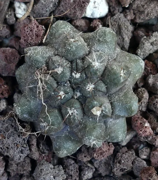 Copiapoa cinerea form nuda X Copiapoa cinerea KIKKO JPT71 - immagine 3