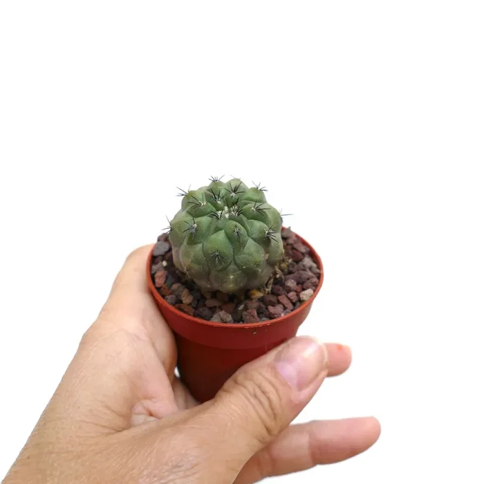 Copiapoa cinerea FORM NUDA X hypogaea SPU99 - immagine 2