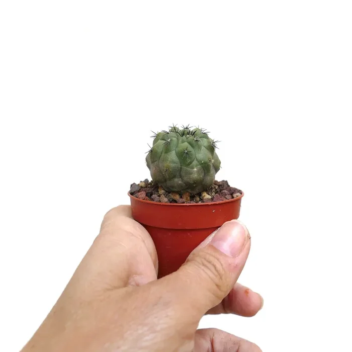 Copiapoa cinerea FORM NUDA X hypogaea SPU99 - immagine 3