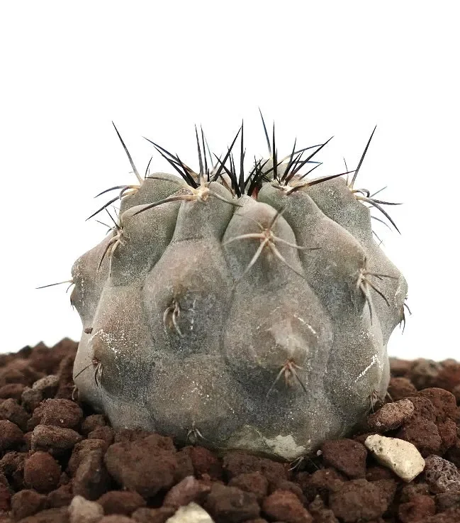 Copiapoa cinerea GRAY 6639