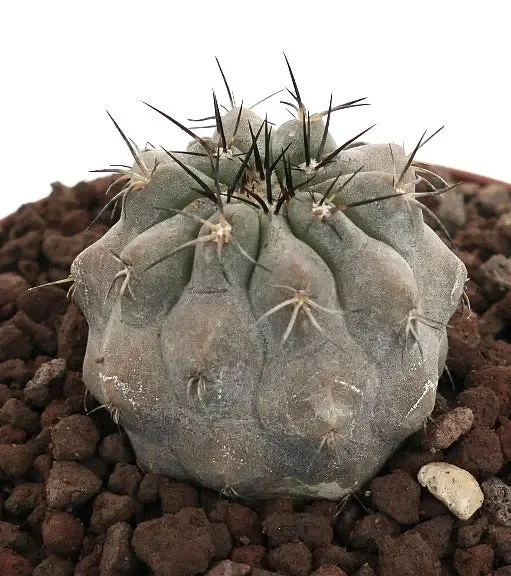 Copiapoa cinerea GRAY 6639 - immagine 2