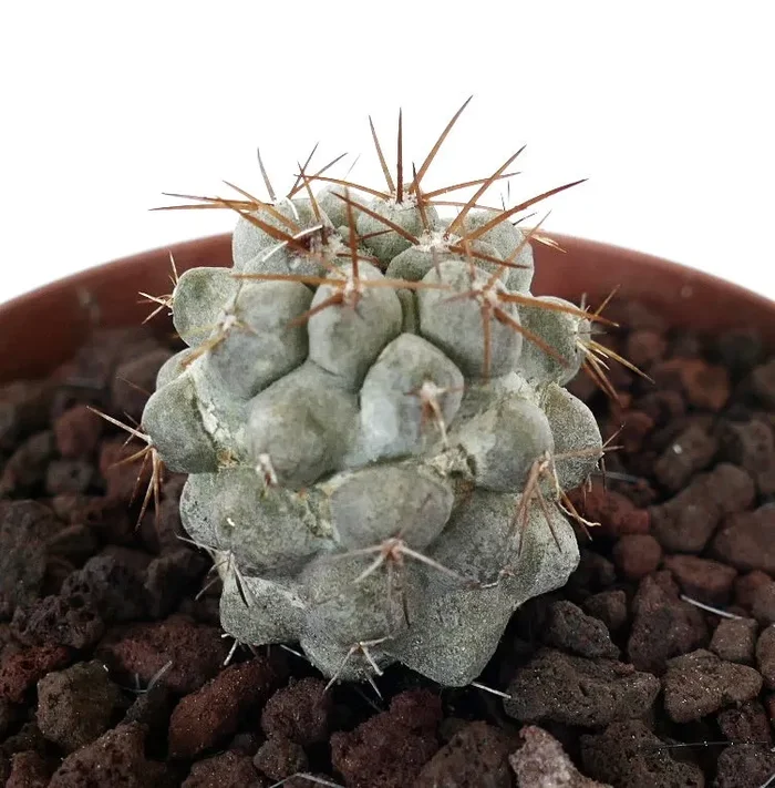 Copiapoa cinerea GRAY x Copiapoa goldii (Small Seedling) Vendita calda online
