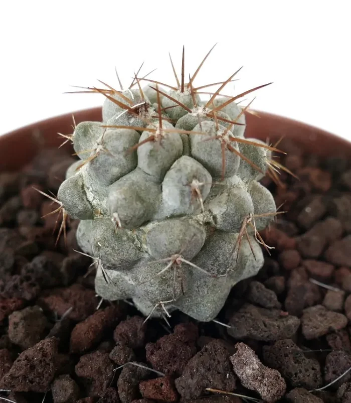 Copiapoa cinerea GRAY x Copiapoa goldii (Small Seedling) Vendita calda online - immagine 2