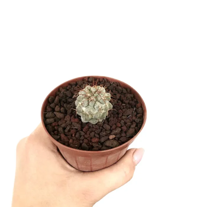 Copiapoa cinerea GRAY x Copiapoa goldii (Small Seedling) Vendita calda online - immagine 3