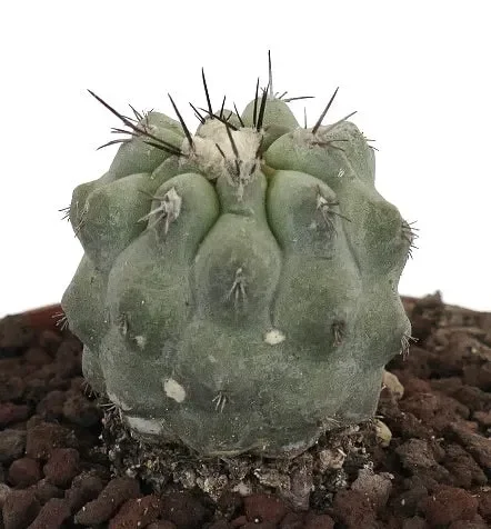 Copiapoa cinerea GRAY x hypogaea x humilis