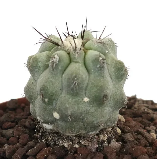 Copiapoa cinerea GRAY x hypogaea x humilis - immagine 2