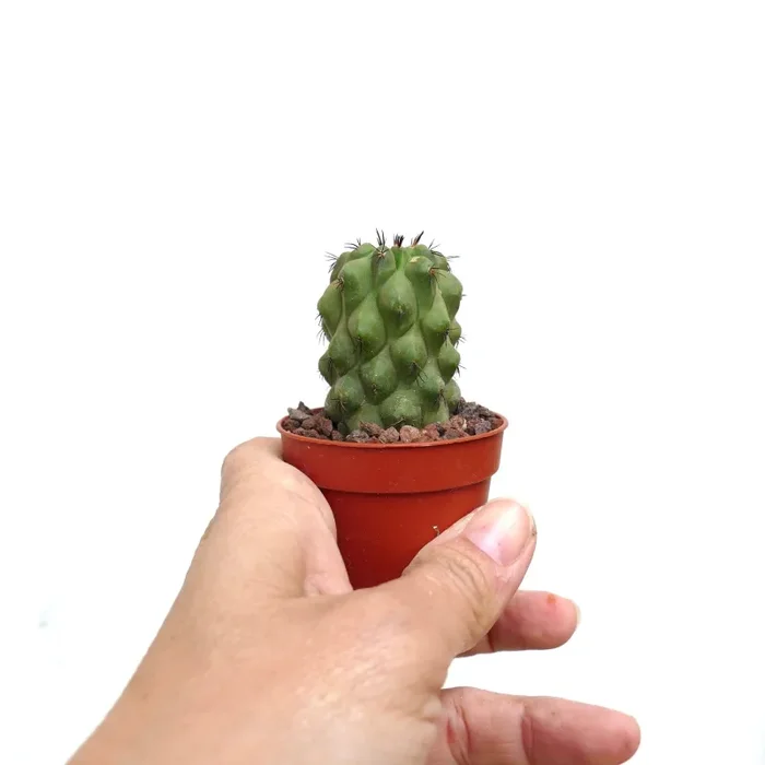 Copiapoa cinerea KIKKO NUDA X hypogaea II6 - immagine 2