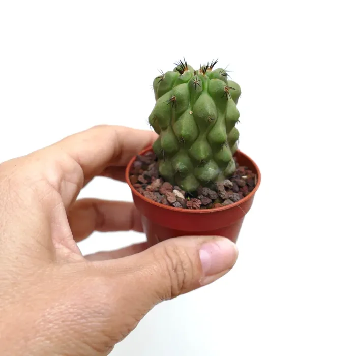 Copiapoa cinerea KIKKO NUDA X hypogaea II6 - immagine 3