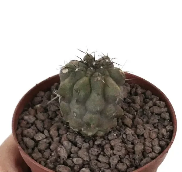 Copiapoa cinerea KIKKO x copiapoa dealbata SELECTED SEEDLING