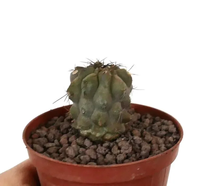 Copiapoa cinerea KIKKO x copiapoa dealbata SELECTED SEEDLING - immagine 2