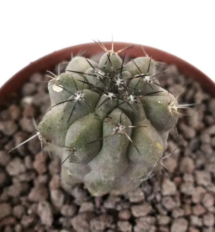 Copiapoa cinerea KIKKO x copiapoa dealbata SELECTED SEEDLING - immagine 3