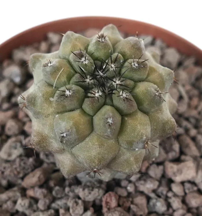 Copiapoa cinerea KIKKO x Copiapoa hypogaea SMALL SPINES