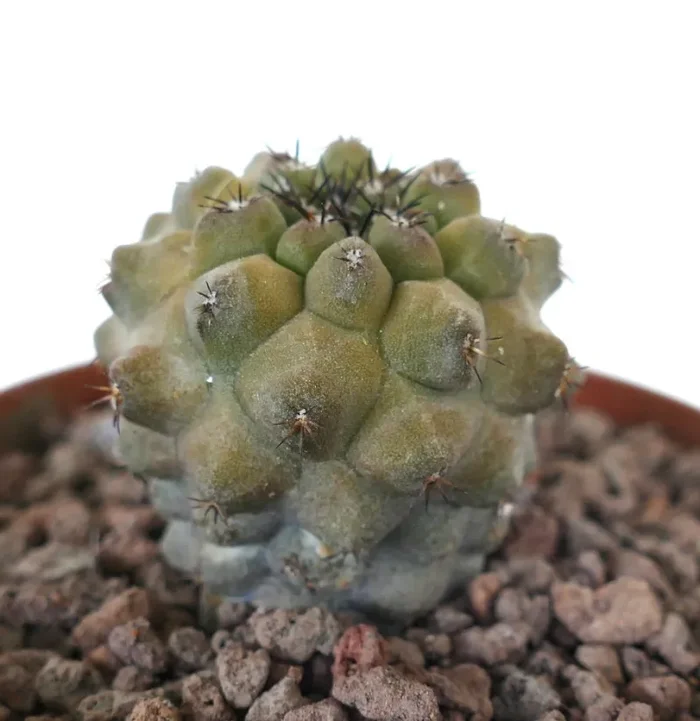 Copiapoa cinerea KIKKO x Copiapoa hypogaea SMALL SPINES - immagine 2