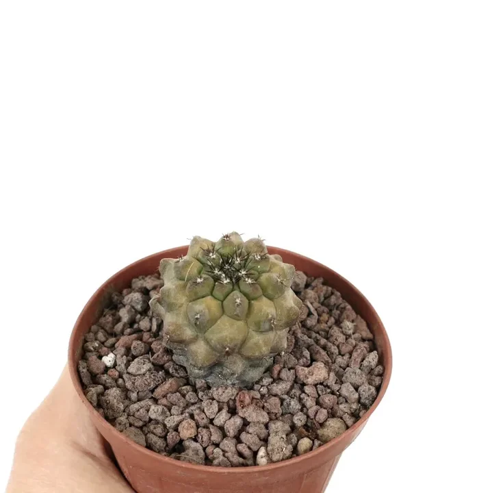 Copiapoa cinerea KIKKO x Copiapoa hypogaea SMALL SPINES - immagine 3