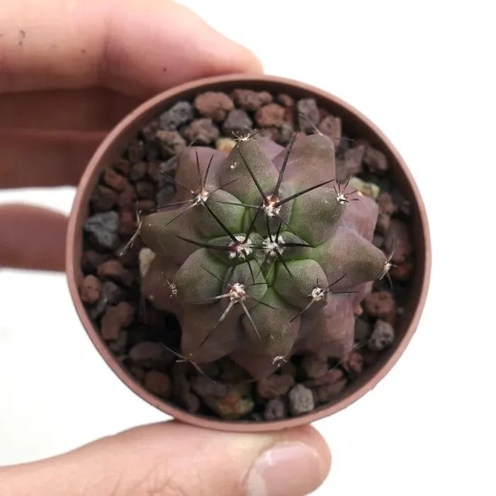 Copiapoa cinerea KIKKO x griseoviolacea AU4 - immagine 2