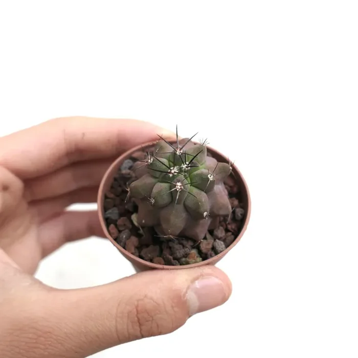 Copiapoa cinerea KIKKO x griseoviolacea AU4 - immagine 3