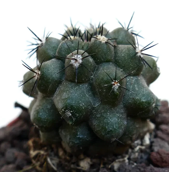 Copiapoa cinerea KIKKO X humilis MPS1 - immagine 2