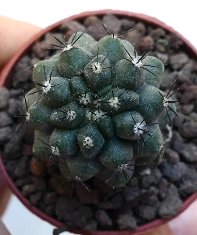 Copiapoa cinerea KIKKO X humilis MPS1 - immagine 3