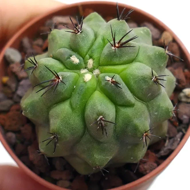 Copiapoa cinerea KIKKO X hypogaea SN4 - immagine 2