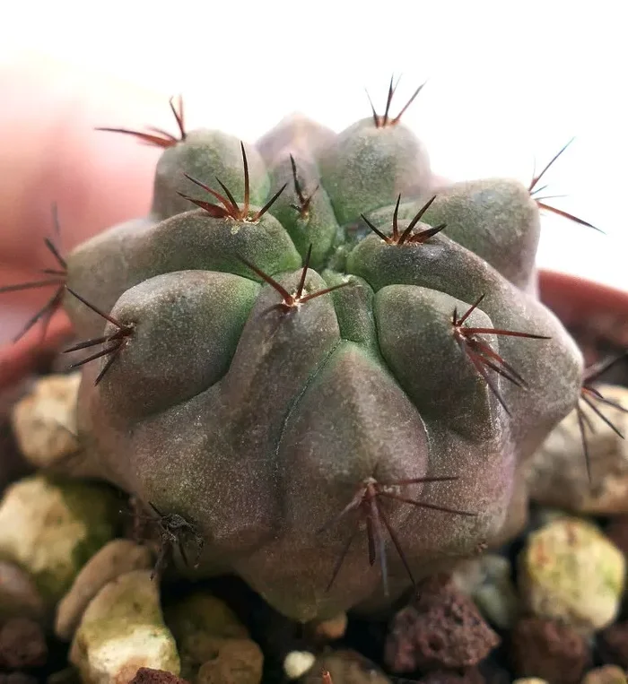 Copiapoa cinerea TALTAL x hypogaea (GREY FORM) TUN15 Saldi - immagine 2