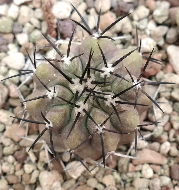 Copiapoa cinerea var. cinerea TALTAL In saldo