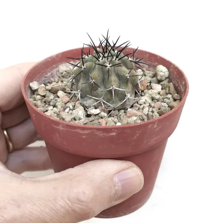 Copiapoa cinerea var. cinerea TALTAL In saldo - immagine 2