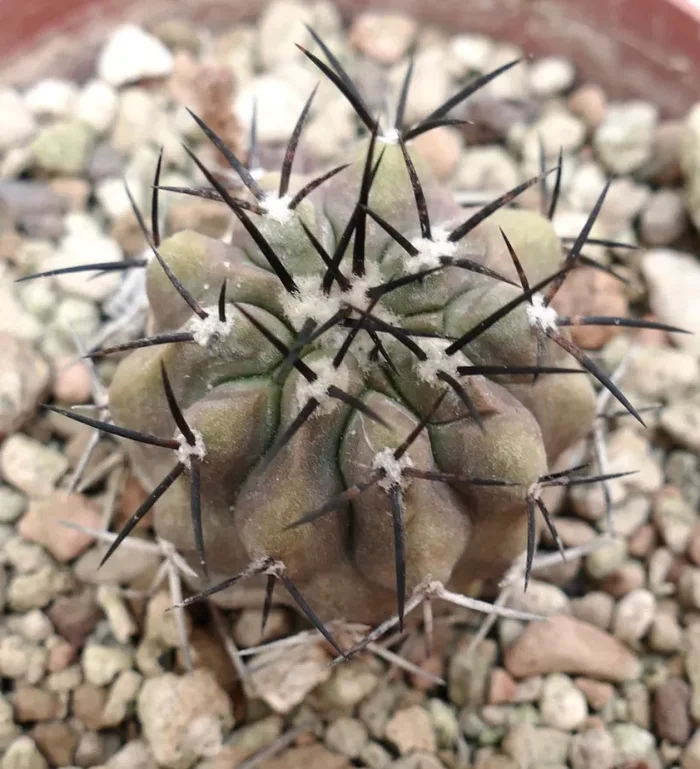 Copiapoa cinerea var. cinerea TALTAL In saldo - immagine 3