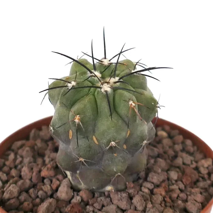 Copiapoa cinerea var dealbata x cinerea