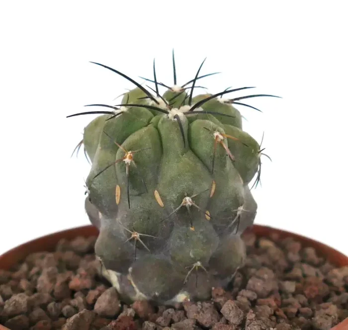 Copiapoa cinerea var dealbata x cinerea - immagine 2