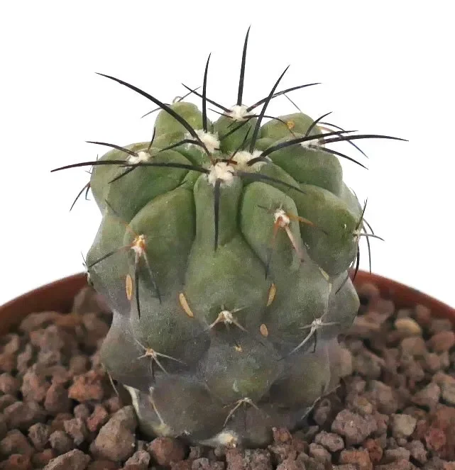 Copiapoa cinerea var dealbata x cinerea - immagine 3
