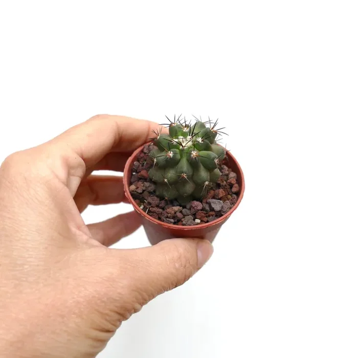 Copiapoa cinerea X andina C5 - immagine 2