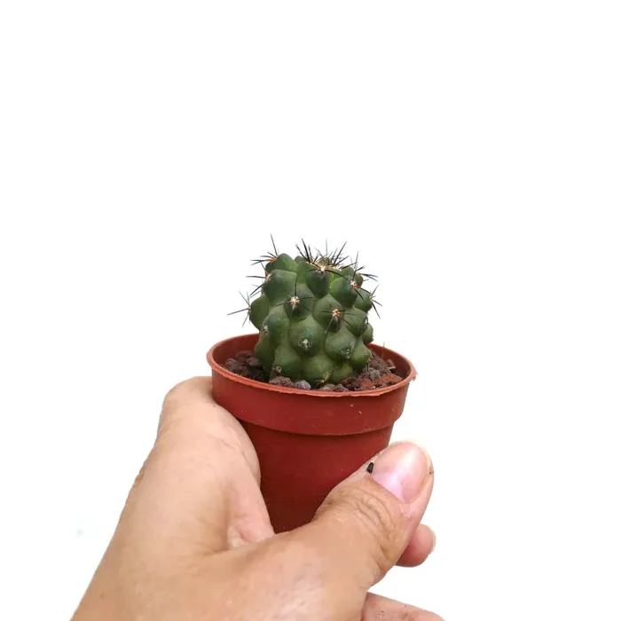 Copiapoa cinerea X andina C5 - immagine 3