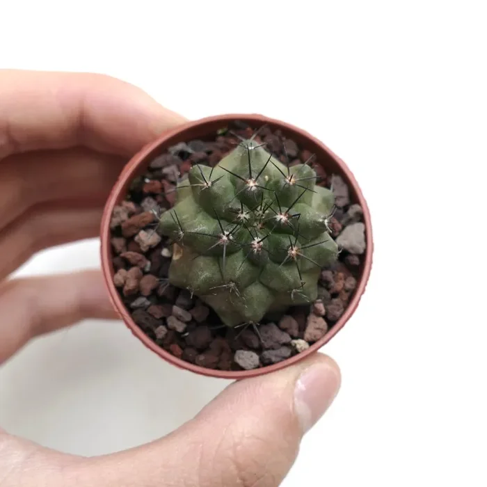 Copiapoa cinerea X atacamensis FIS01 Vendita online