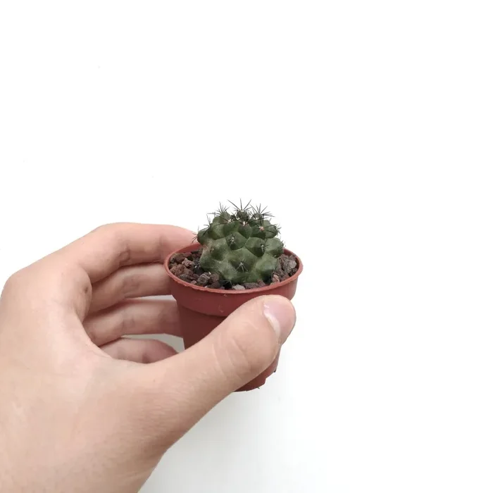 Copiapoa cinerea X atacamensis FIS01 Vendita online - immagine 3