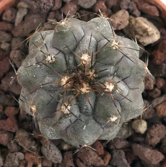 Copiapoa cinerea X atacamensis P6 Online ora