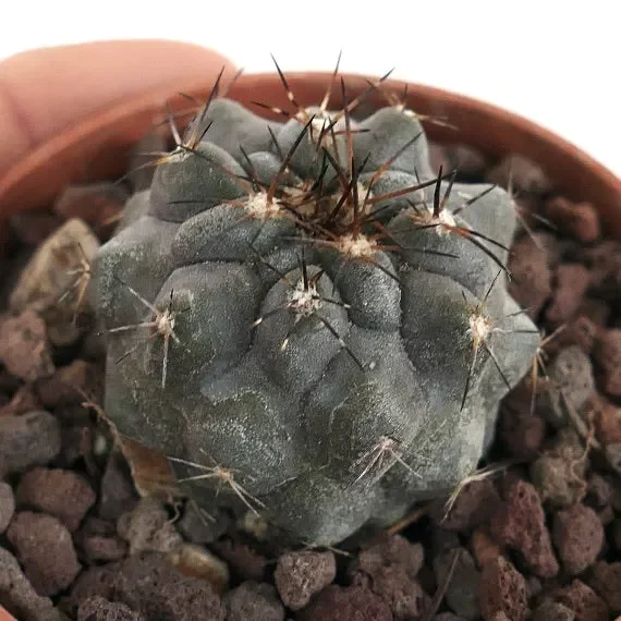Copiapoa cinerea X atacamensis P6 Online ora - immagine 2