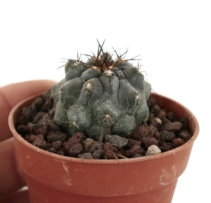 Copiapoa cinerea X atacamensis P6 Online ora - immagine 3