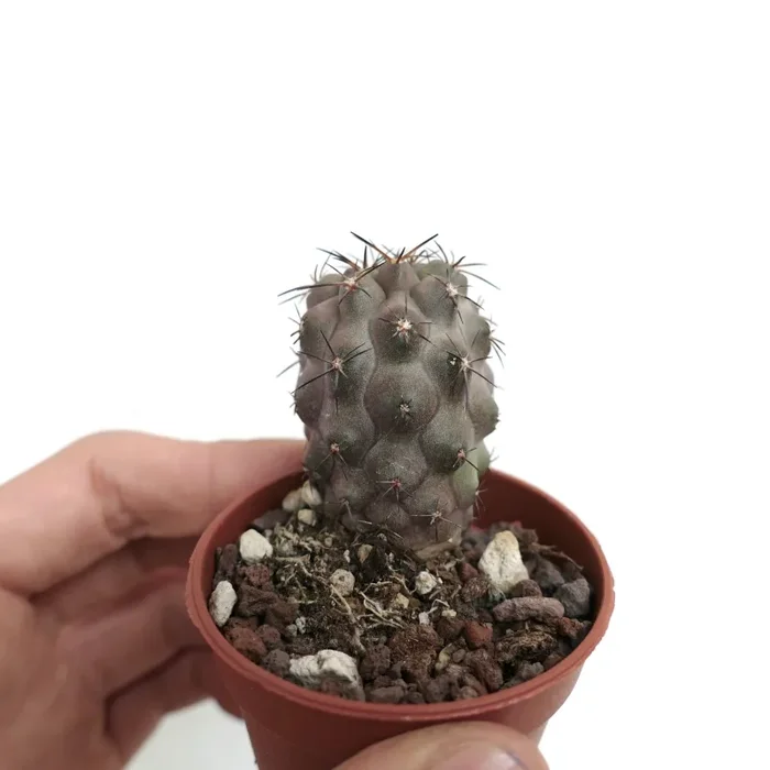 Copiapoa cinerea X columna-alba 66T - immagine 2