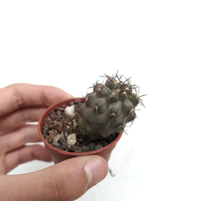 Copiapoa cinerea X columna-alba 66T - immagine 3