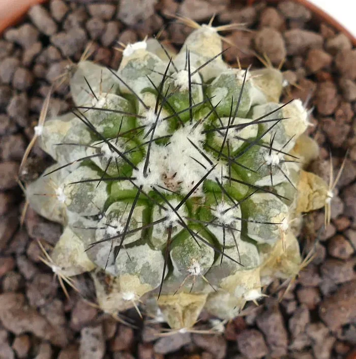 Copiapoa cinerea X Copiapoa atcamensis SELECTED HYBRID