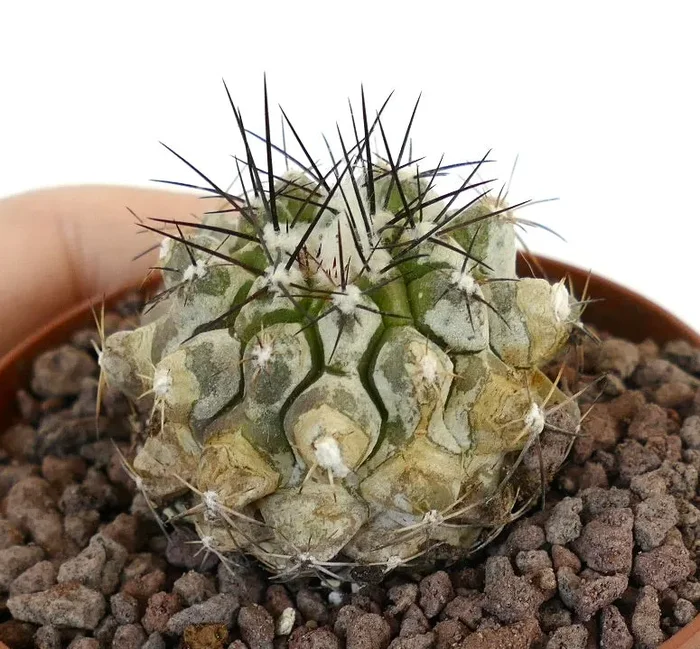 Copiapoa cinerea X Copiapoa atcamensis SELECTED HYBRID - immagine 2