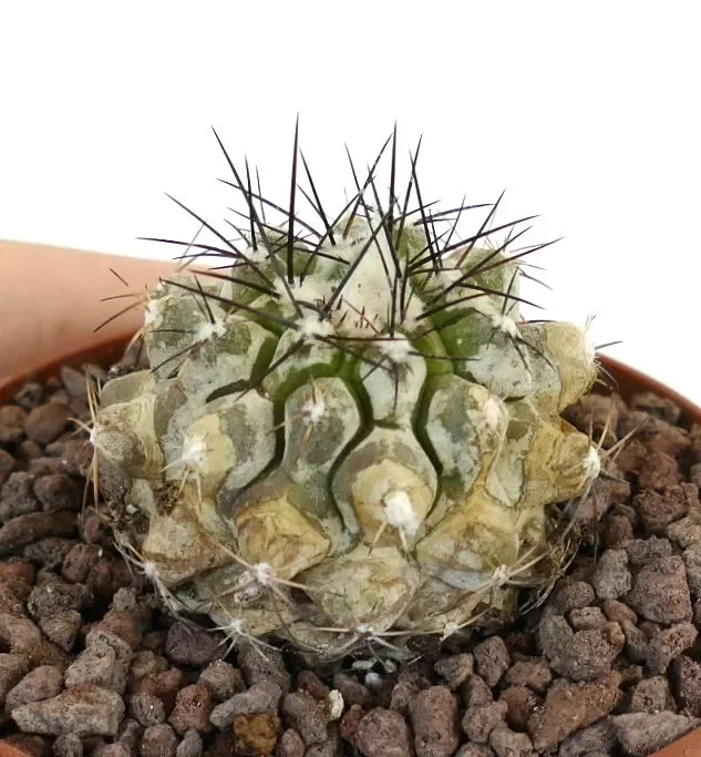 Copiapoa cinerea X Copiapoa atcamensis SELECTED HYBRID - immagine 3