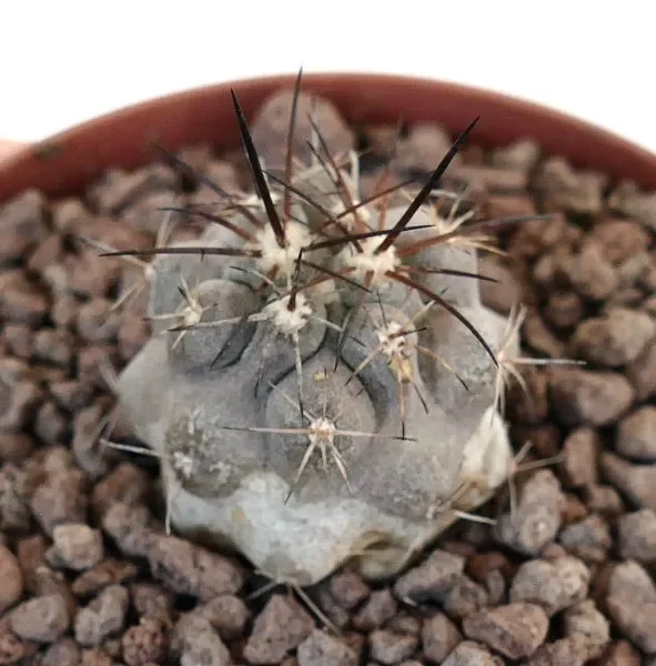 Copiapoa cinerea X Copiapoa desertorum Fornitura
